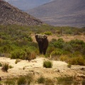 Suedafrika_Aquila_Wildlife4_72_72_72.jpg