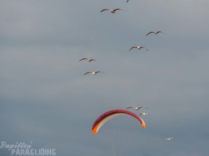 FZ37.18 Zoutelande-Paragliding-544