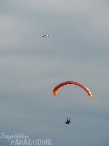 FZ37.18_Zoutelande-Paragliding-545.jpg